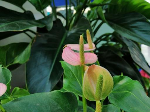 華為麥芒7評(píng)測 拍照性能續(xù)航齊頭并進(jìn)