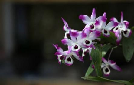 皺紋怕什么？植物醫(yī)生紫靈芝晚安面膜“對癥下藥”