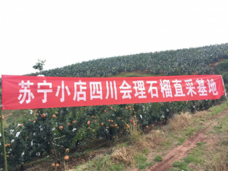 從枝頭鮮到舌頭，蘇寧小店雙十一走遍新疆福建貴州…