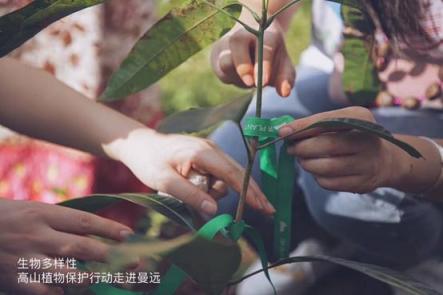 品牌“造節(jié)”紅海下，植物醫(yī)生堅守綠色公益