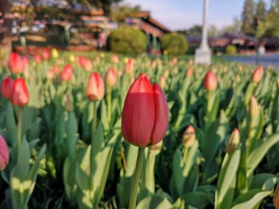 感恩節(jié)將至，用一部華為P20替你說“謝謝”