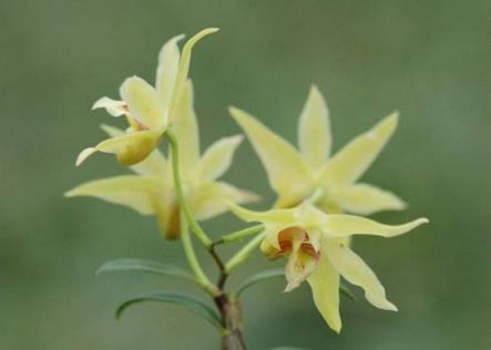 仙草石斛蘭美肌，植物醫(yī)生別樣成人禮