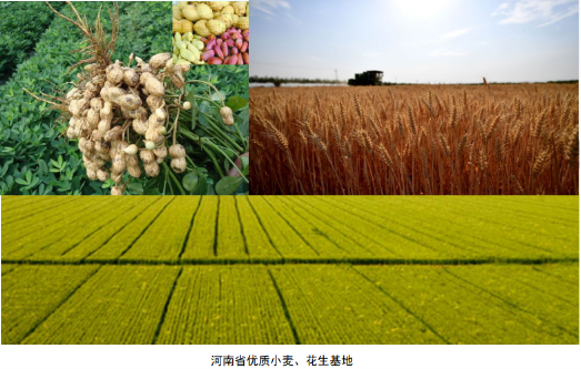 10萬(wàn)獎(jiǎng)金 全球征集河南農(nóng)產(chǎn)品整體品牌形象