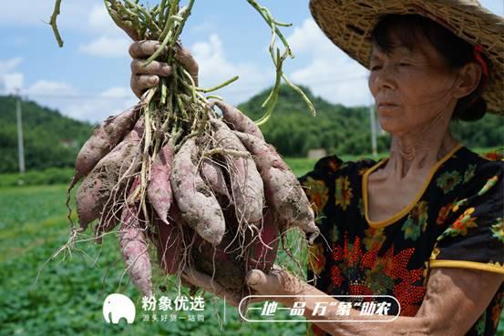 粉象生活助力“電商+消費”，拓寬助農致富路