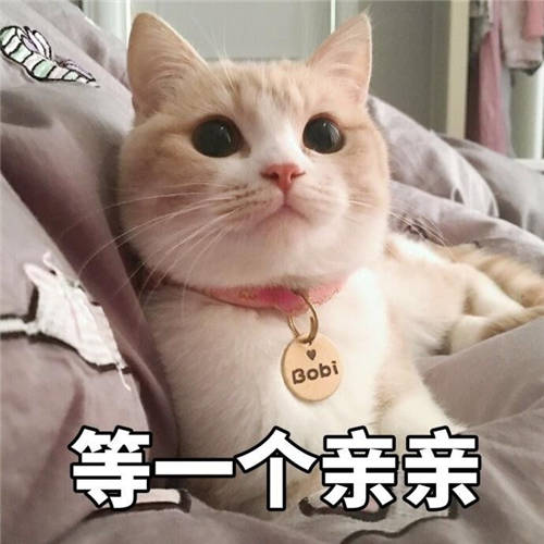 ?貓咪養(yǎng)成日記｜這個(gè)清理貓毛的小技巧你知道嗎？