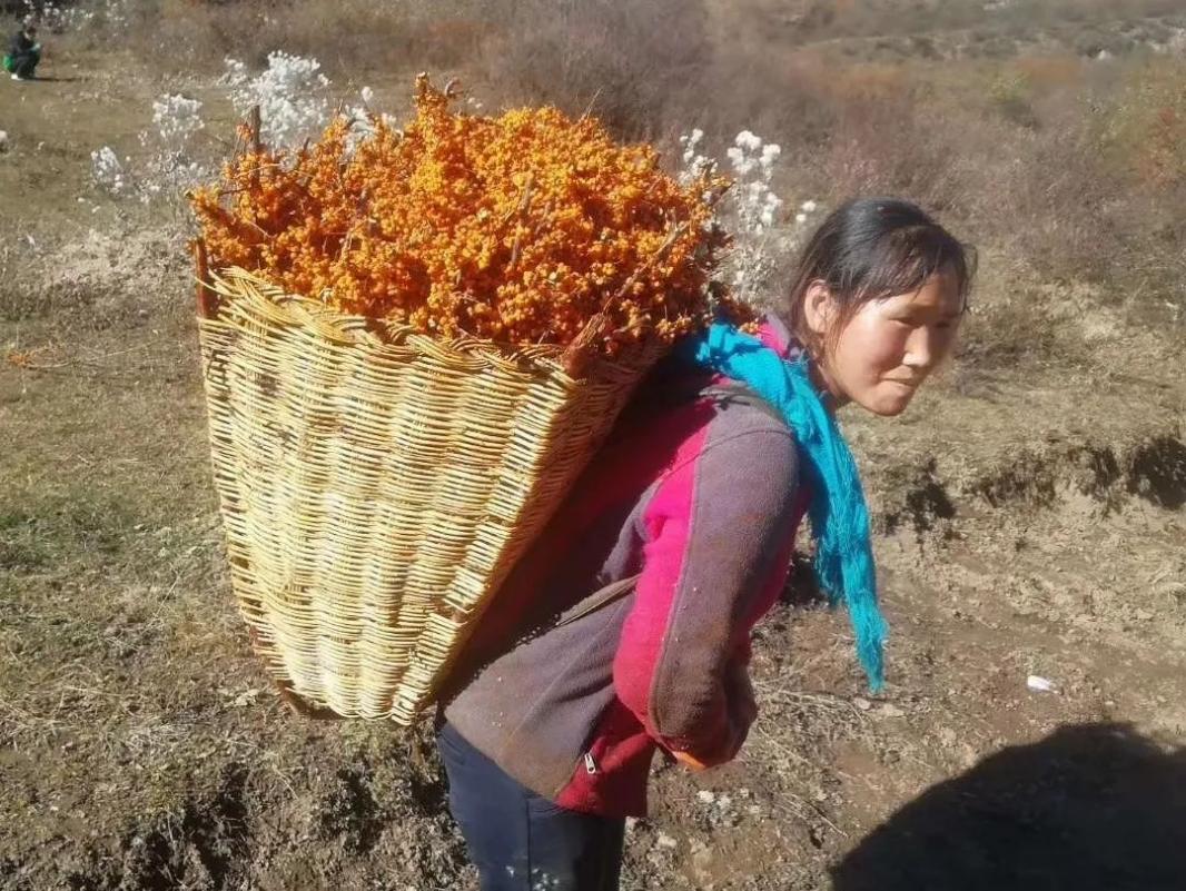 走進甘肅艾康沙棘，才知道長在深山的野生沙棘采摘如此艱辛