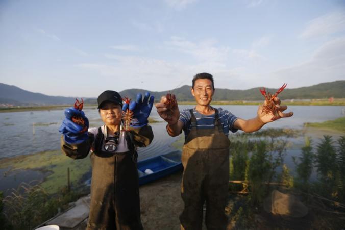 江西彭澤縣的小龍蝦致富范本：從0基礎到京東618銷售額過百萬