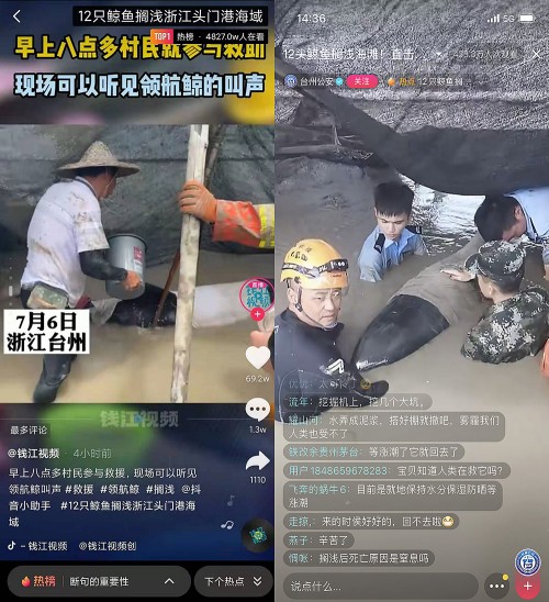 12頭鯨魚擱淺臺(tái)州牽動(dòng)人心，抖音直播全程直擊救援行動(dòng)