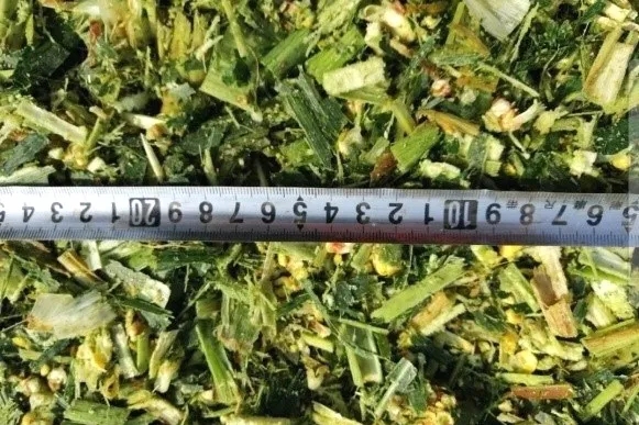 收青貯、備口糧，認養(yǎng)一頭牛奶牛吃得有講究