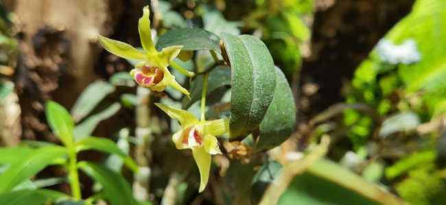 深耕高山植物之美，植物醫(yī)生石斛蘭眼霜多維養(yǎng)護(hù)眼周肌膚
