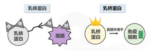 乳橋蛋白究竟是何物？為何火爆寶媽圈