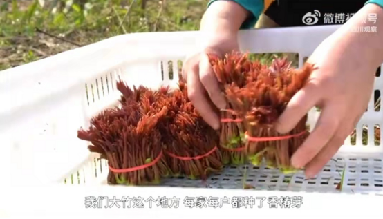 批量上市、口感最佳，叮咚買菜助用戶實(shí)現(xiàn)“香椿自由”