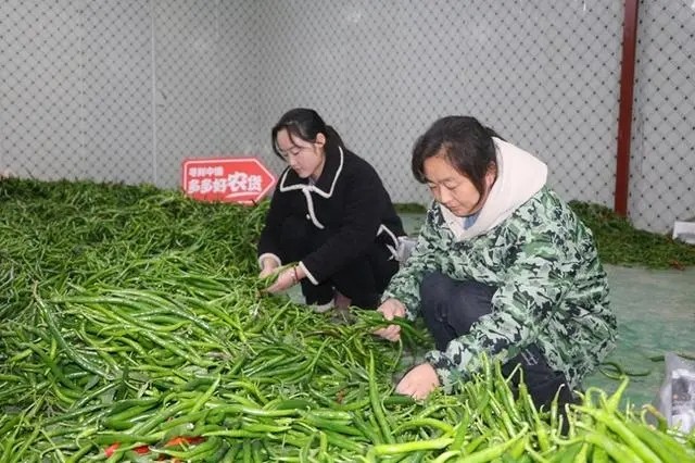 現(xiàn)摘現(xiàn)發(fā)是最適宜當(dāng)?shù)丨h(huán)境，也是保持辣椒口感最好的辦法.jpg