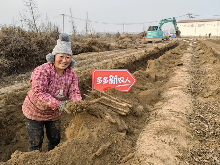 12月初，正值麻山藥采收季，新鮮的麻山藥將通過新電商平臺(tái)走進(jìn)千家萬戶.jpg