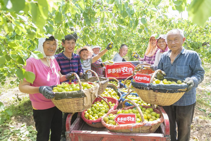 電商解決了果農(nóng)的銷售難題，同時也實現(xiàn)了增收.jpg