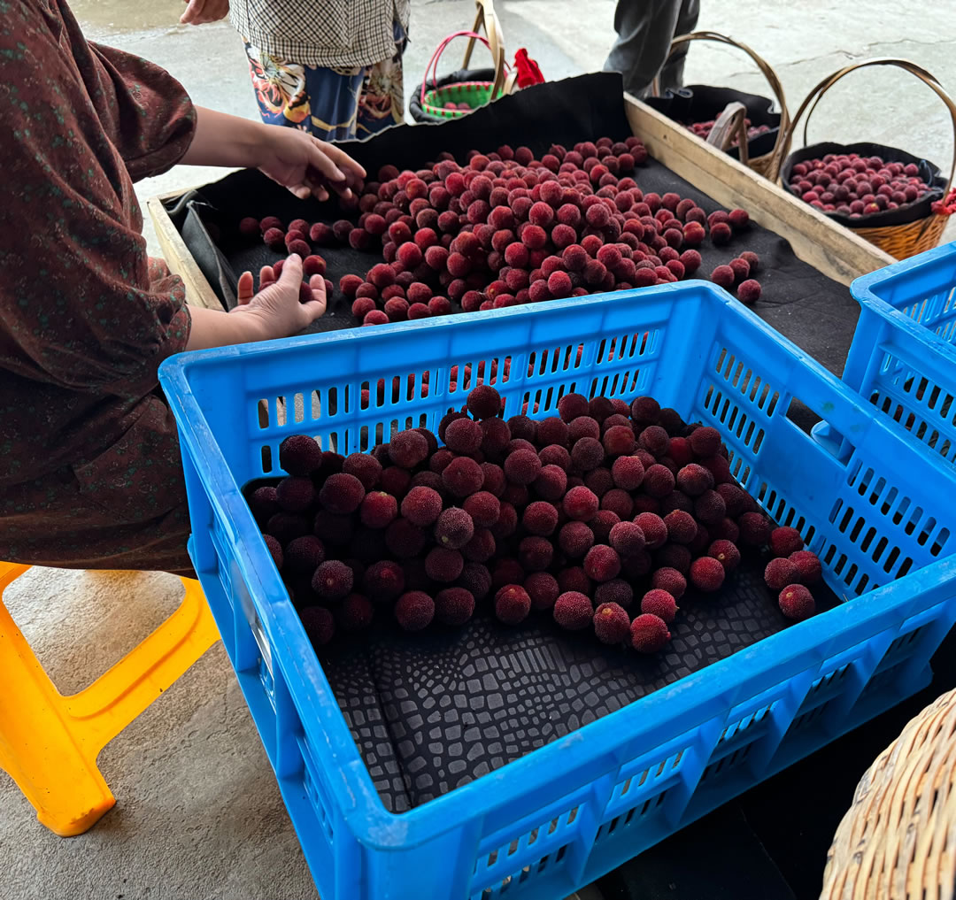早晨6點開始，王旭偉家門口就有很多農(nóng)戶帶楊梅來交易。劉浩  攝.jpg