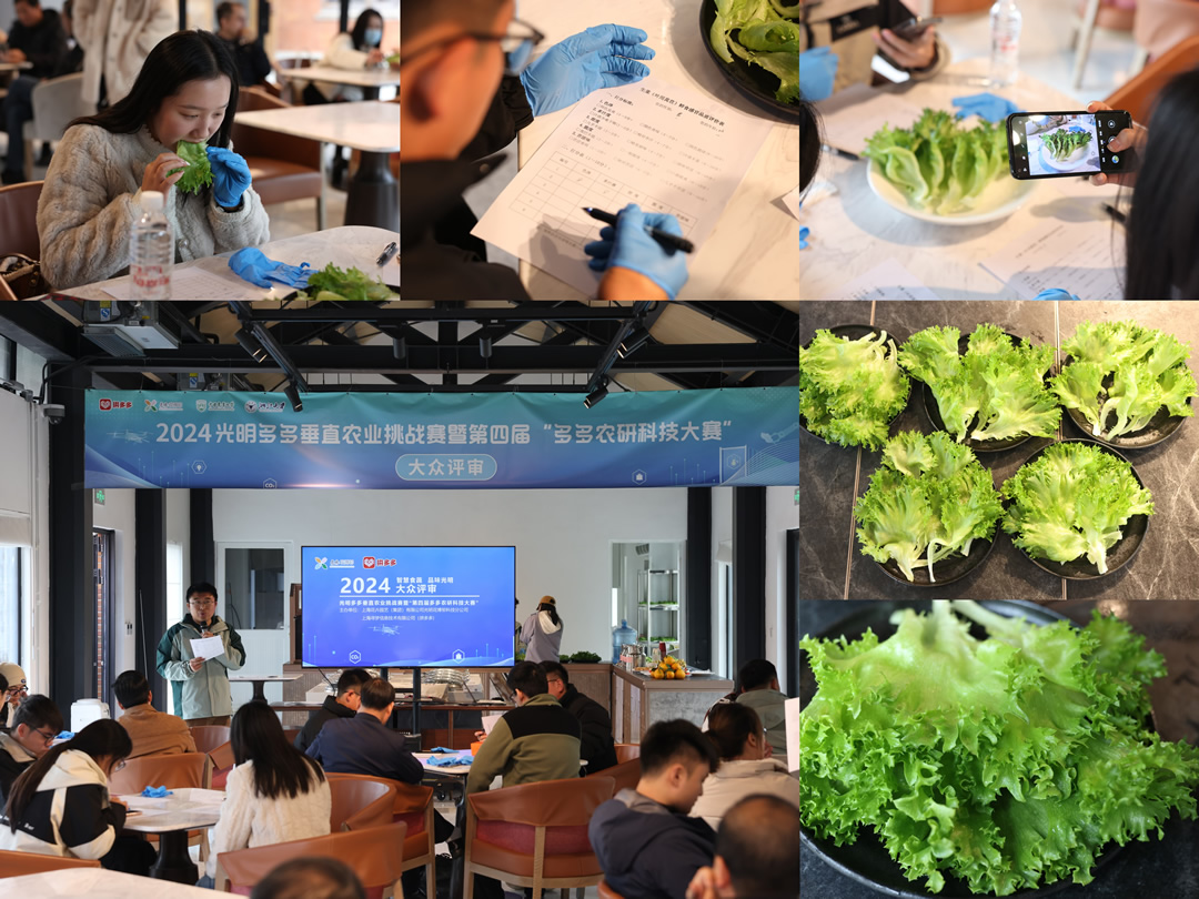 ▲12月6日，15位大眾評審對6支團隊種植的生菜進行食味品鑒。倪永孝▕攝.jpg