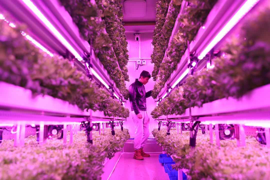 ▲上海農(nóng)科院隊決賽期間給集裝箱植物工廠內種植的“優(yōu)雅”生菜補光。倪永孝▕攝.jpg