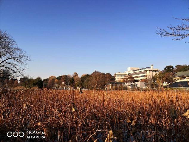 廣角拍攝為什么會成為趨勢？看看華為nova4拍攝的樣張就知道了