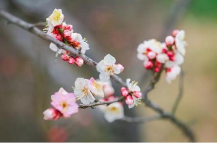 煙花三月，老司機(jī)教你最正確的踏春打開(kāi)方式！