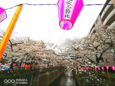 陽春三月，又追著櫻花來到目黑川河畔
