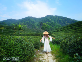 不舍杭州4月天，同我一起躲進春天的茶園
