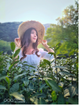 不舍杭州4月天，同我一起躲進春天的茶園