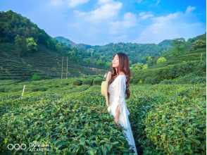 不舍杭州4月天，同我一起躲進春天的茶園