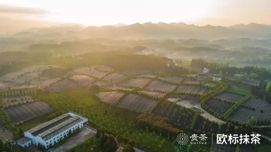 從小眾到主流，打造抹茶超級IP