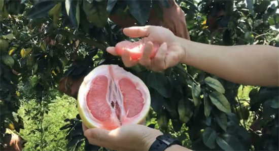 蘇寧拼購護航琯溪蜜柚上行：不止拼價格，更要拼品質(zhì)！