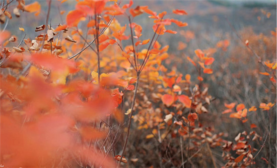 精明“錯峰游”看這里!賞最美紅葉，住風(fēng)情民宿，每一處都是仙境!