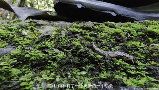 去雨林深處，聽大象長吟，自然紀(jì)錄片《尋象》正式上線！
